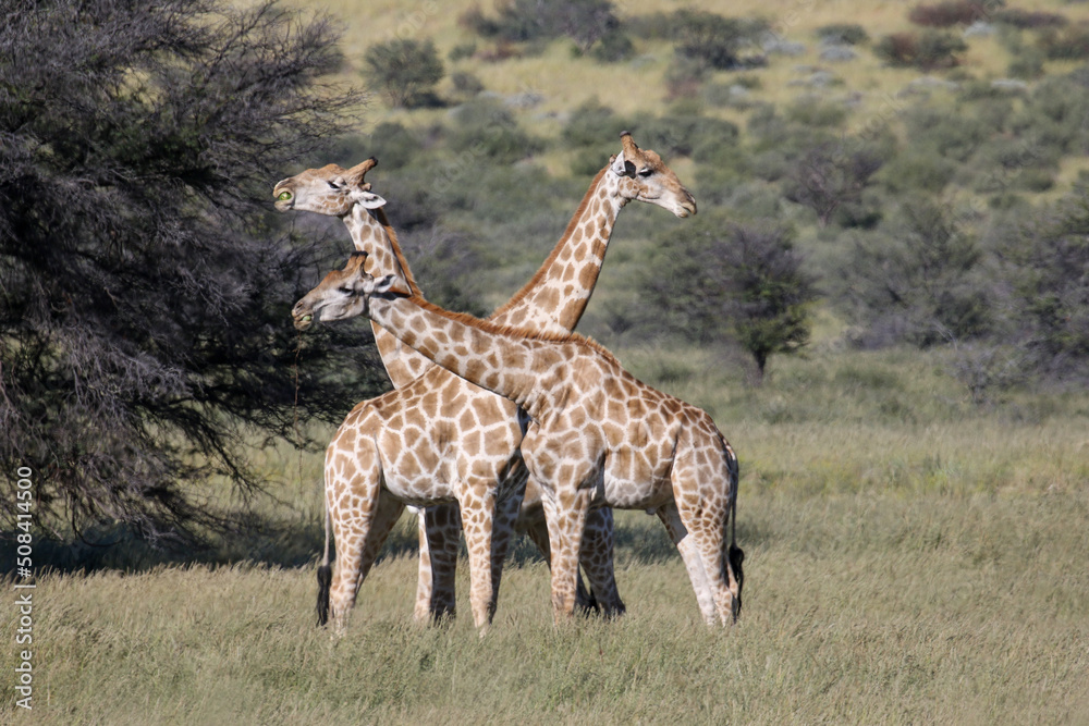 Obraz premium Giraffe eating Tsamma Melons in the Kgalagadi
