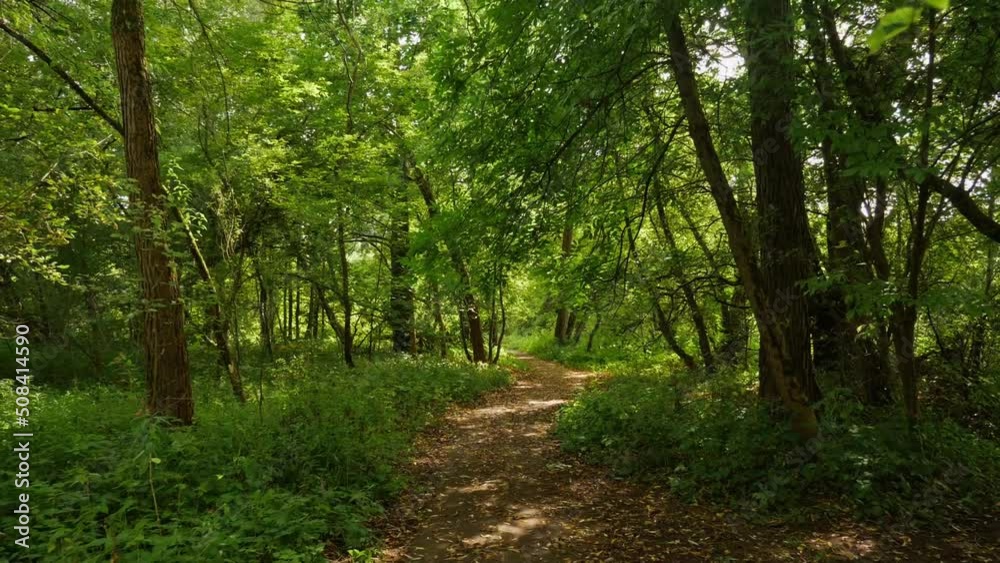 POV view of the trail in the green forest. POV view of the trail in the green forest.