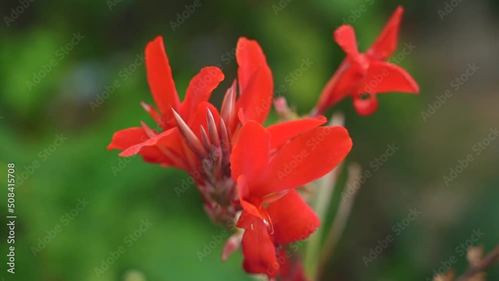 Red canna lily or Edible canna flower beautiful on a tree in the garden. High quality FullHD footage Red canna lily or Edible canna flower beautiful on a tree in the garden. High quality FullHD footage