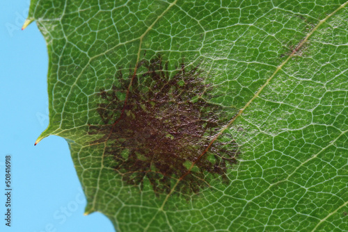 The rose black spot disease caused by the fungus Diplocarpon rosae. The black spots on the leaves are circular with a perforated edge. Close-up image of a rose leaf on a blue background. photo
