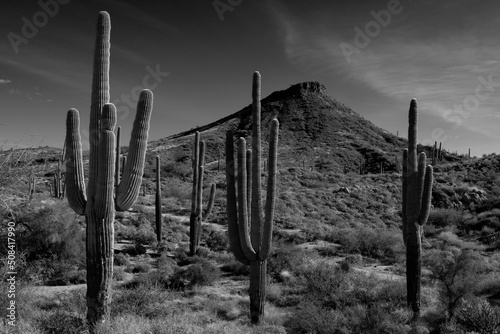 The Arizona Sonora desert in black and white photo