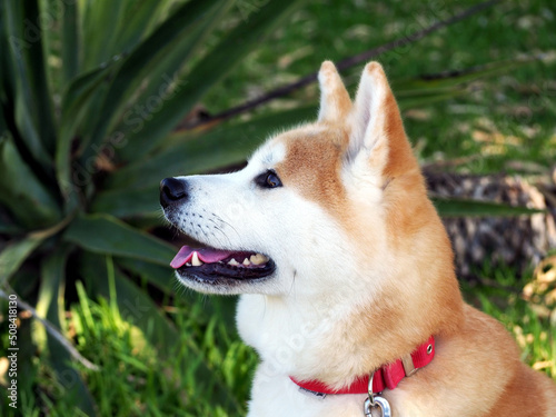 Portrait of an Akita Inu dog in profile