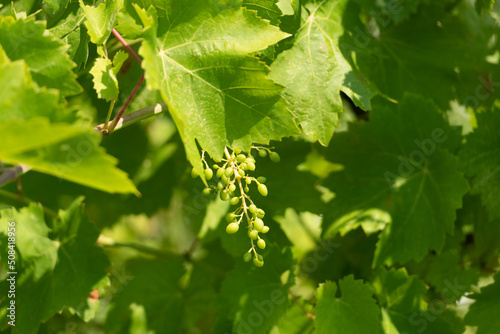 Young grapes of vitis vinifera with green leaves on sunny nature