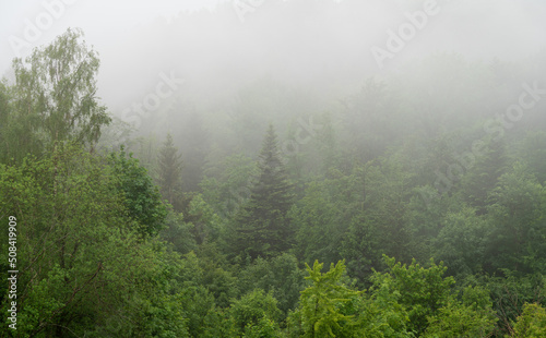 after the rain the fog rises in the Bavarian Forest