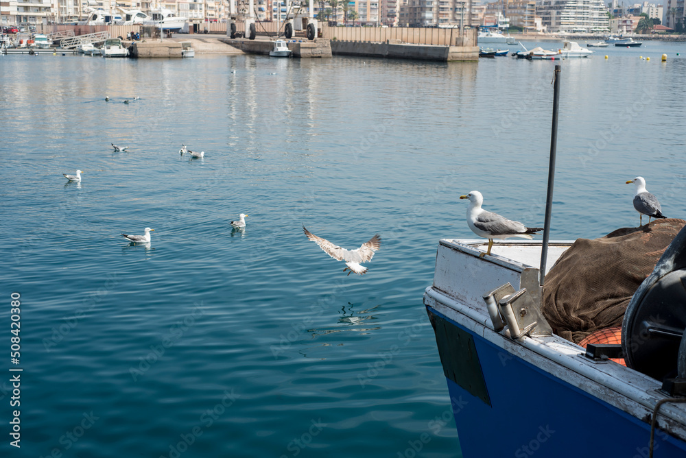 Obraz premium seagulls waiting in the port for the arrival of the fishermen