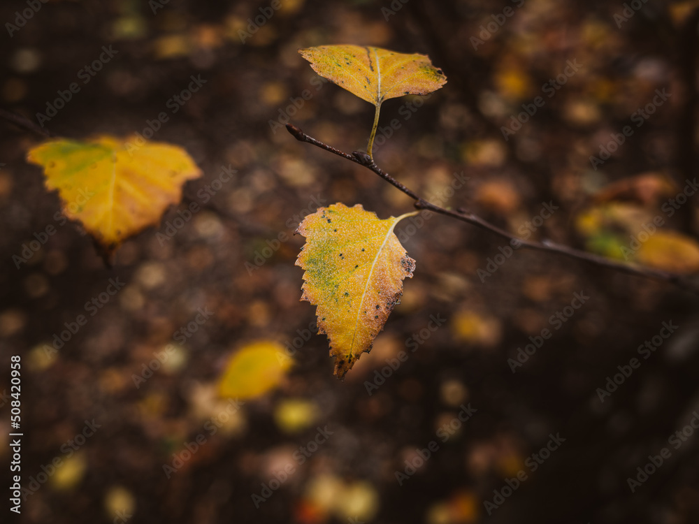 Obraz premium yellow leaves