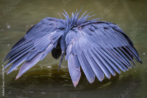 Black egret hunting for fish