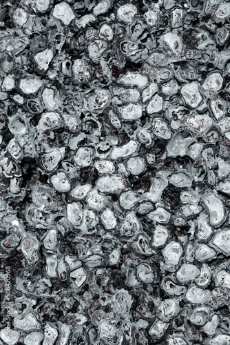 Wallpaper Mural Group of the old petrified oyster shells on the rock. Wildlife and nature concept Torontodigital.ca