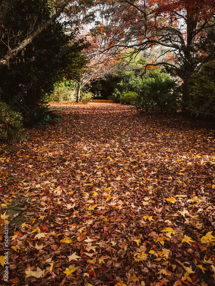 autumn in the park