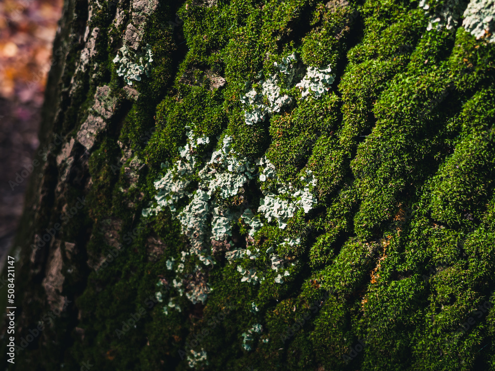 moss on tree trunk moss on tree trunk
