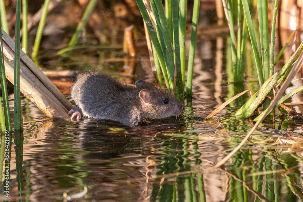 brown rat on the shore of a pond