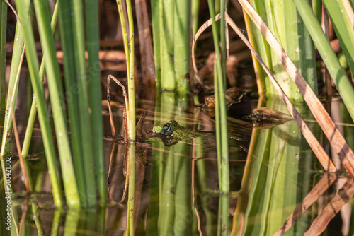 small green frog in a pond