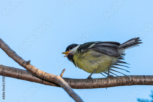 Great Tit perched on a tree branch