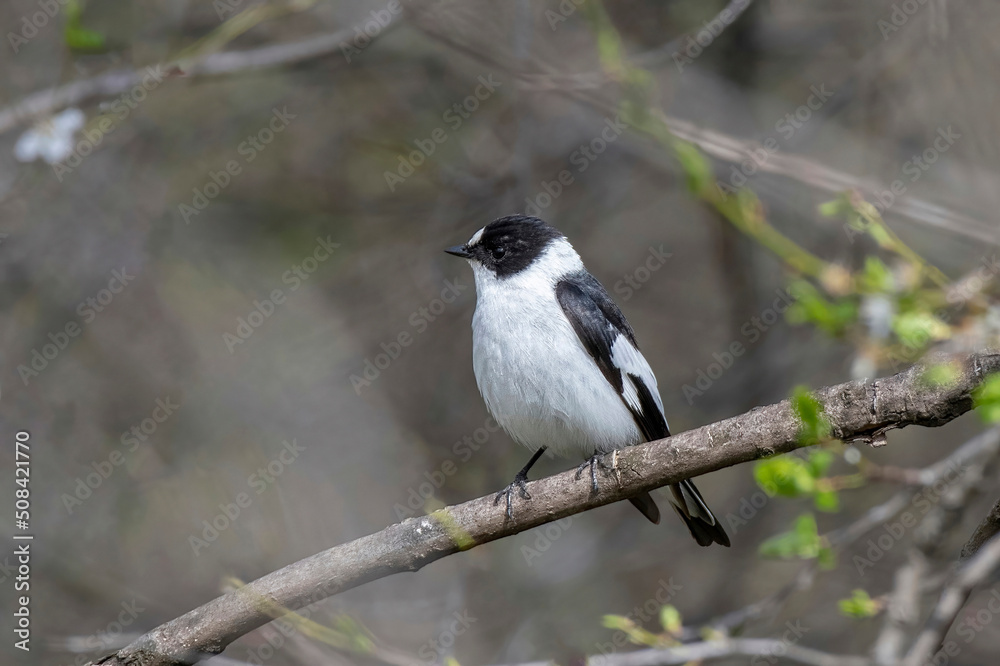 Close-up portrait of a male Semi-collared Flycatcher, Ficedula semitorquata sitting on a branch against a blurred background Close-up portrait of a male Semi-collared Flycatcher, Ficedula semitorquata sitting on a branch against a blurred background