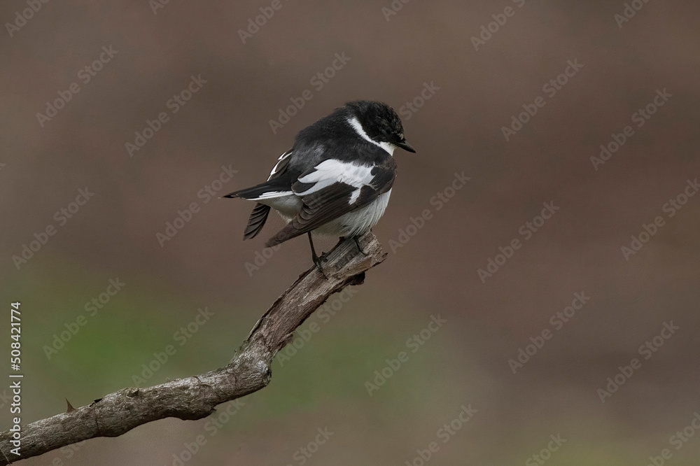 Obraz premium Close-up portrait of a male Semi-collared Flycatcher, Ficedula semitorquata sitting on a branch against a blurred background