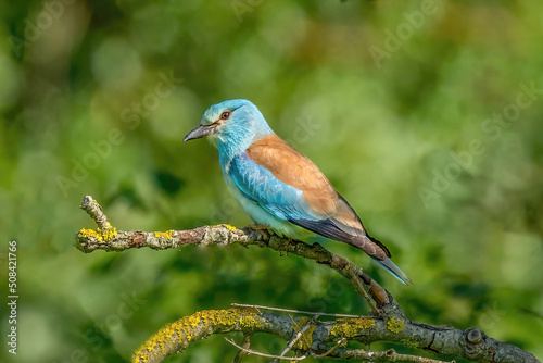 European roller (Coracias garrulus) perched on a branch with unfocused background. © popovj2