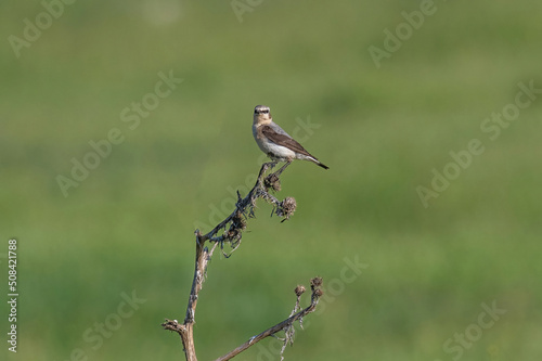 Close up of a Northern wheatear (Oenanthe oenanthe) in the field