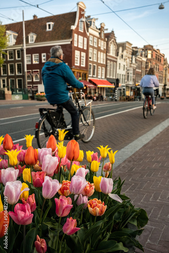 Wallpaper Mural Tulip flowers on Amsterdam (Netherlands) street. Unidentified people riding bicycle and traditional canal houses on background. European city architecture. Alternative healthy way of commute to work. Torontodigital.ca