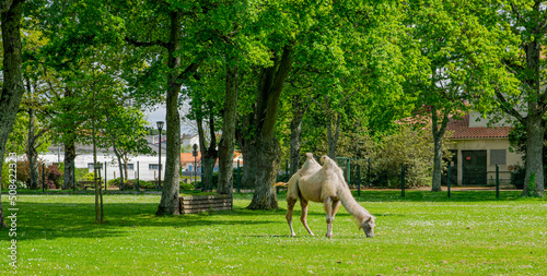 A young camel in the green André Malraux park of Challans in Vendée, April 2022 FRANCE. © mikisa studio