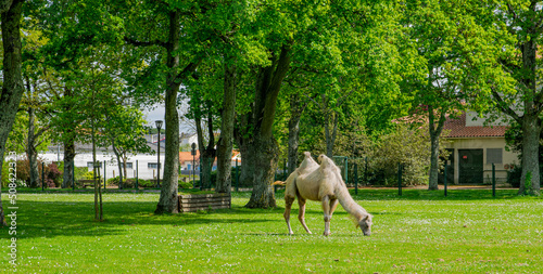 A young camel in the green André Malraux park of Challans in Vendée, April 2022 FRANCE. photo