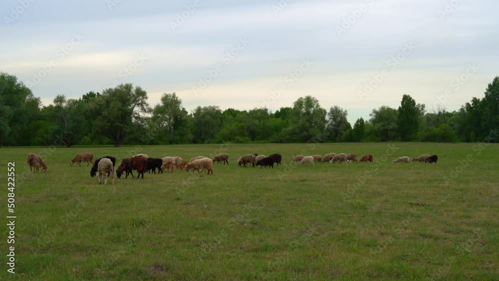 flock of sheep in the pasture flock of sheep in the pasture
