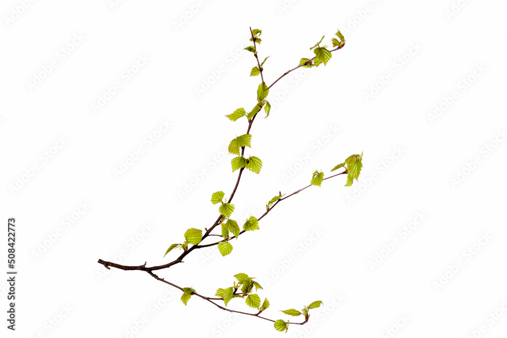 tree branch with young green leaves isolated on white background