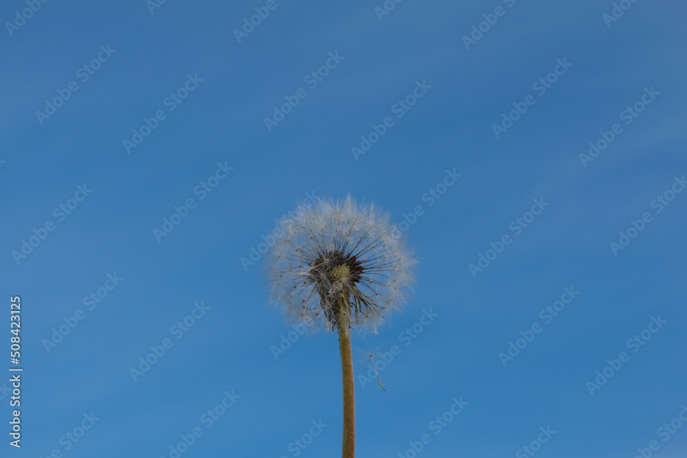 Naklejka premium Dandelion ripe after flowering against a bright blue spring sky. Plant life stages