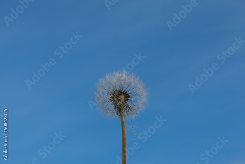 Dandelion ripe after flowering against a bright blue spring sky. Plant life stages