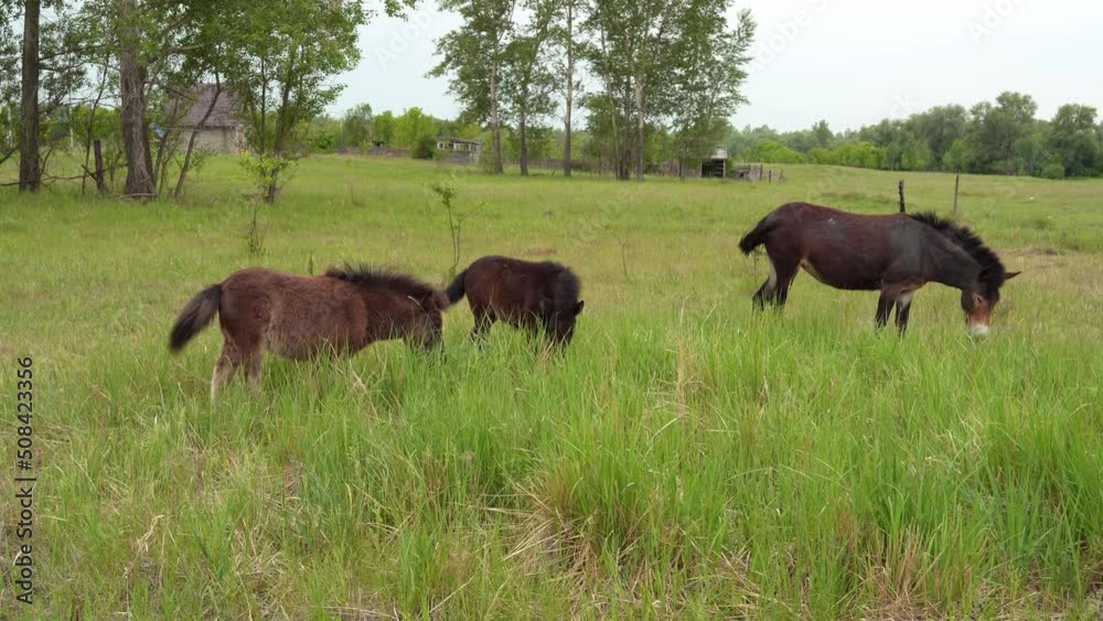 ponies are walking across the field. green lawn and ponies. ponies graze in the meadow ponies are walking across the field. green lawn and ponies. ponies graze in the meadow