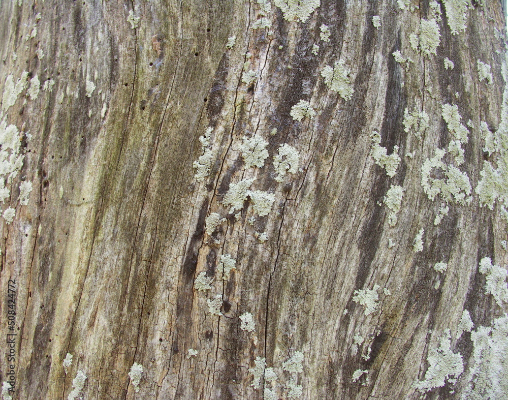 Fototapeta premium 倒木防止のため切られたまま残る枯れ木の街路樹の欅の幹