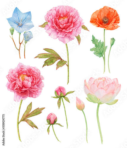 Watercolor set of flowers isolated on white background. Peonies  red poppy  blue flowers.