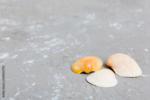 Beach seashells on colored background. Mock up with copy space