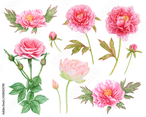 Watercolor set of pink peonies, rose with leaves, lotus isolated on white background.