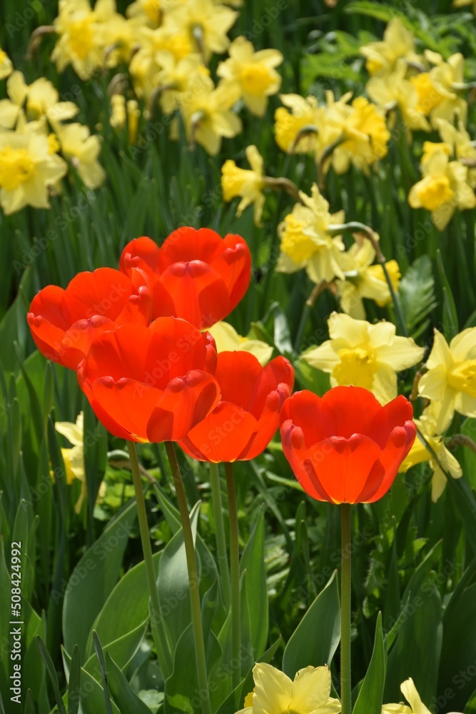 Obraz premium The first flowers of spring, Sainte-Apolline, Québec, Canada