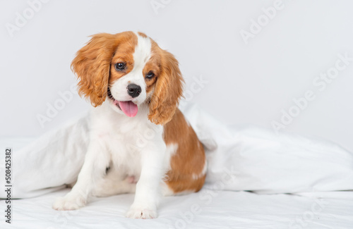 Puppy cavalier king charles spaniel lying on a blanket in the bedroom on the bed in the house