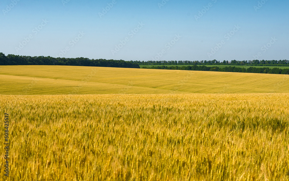 Wheat field under the blue sky. Agricultural field with wheat.