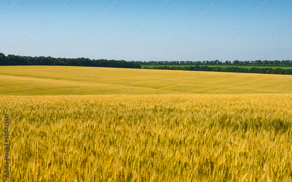 Wheat field under the blue sky. Agricultural field with wheat. Wheat field under the blue sky. Agricultural field with wheat.