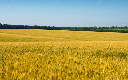 Wheat field under the blue sky. Agricultural field with wheat.