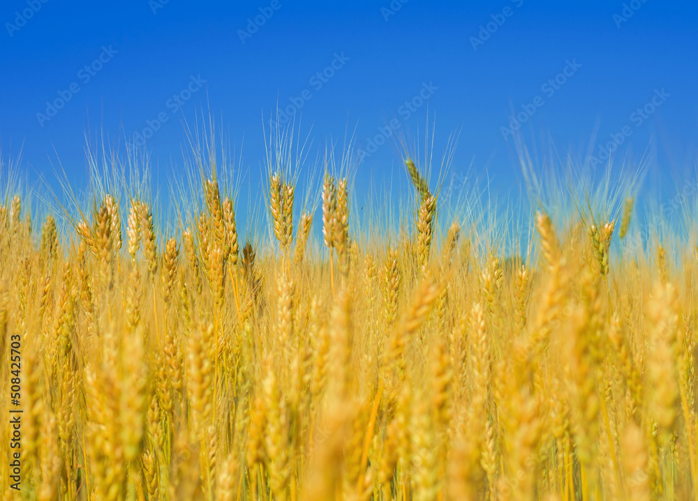 Yellow ears of wheat on a background of yellow and blue colors of the Ukrainian flag. Wheat field. Yellow ears of wheat on a background of yellow and blue colors of the Ukrainian flag. Wheat field.