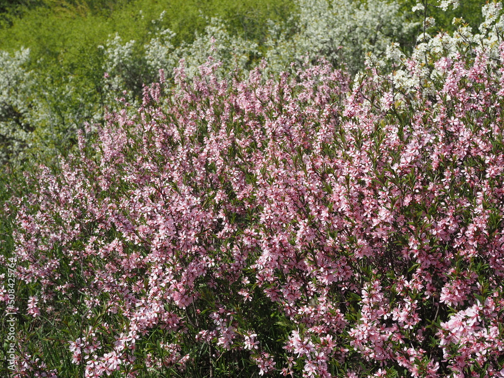 blooming garden white and pink flowering cherry bushes, plums