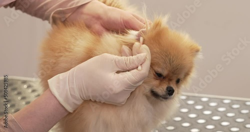 Close-up of veterinarian hands cleaning a pomeranian's ears with a cotton bud.
