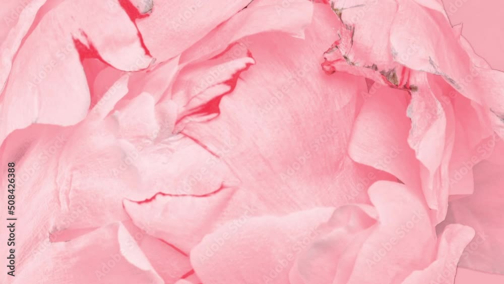 Beautiful pink Peony background. Blooming peony flower open, time lapse, close-up. Wedding backdrop, easter, Valentine's Day concept. 4K UHD video timelapse Beautiful pink Peony background. Blooming peony flower open, time lapse, close-up. Wedding backdrop, easter, Valentine's Day concept. 4K UHD video timelapse