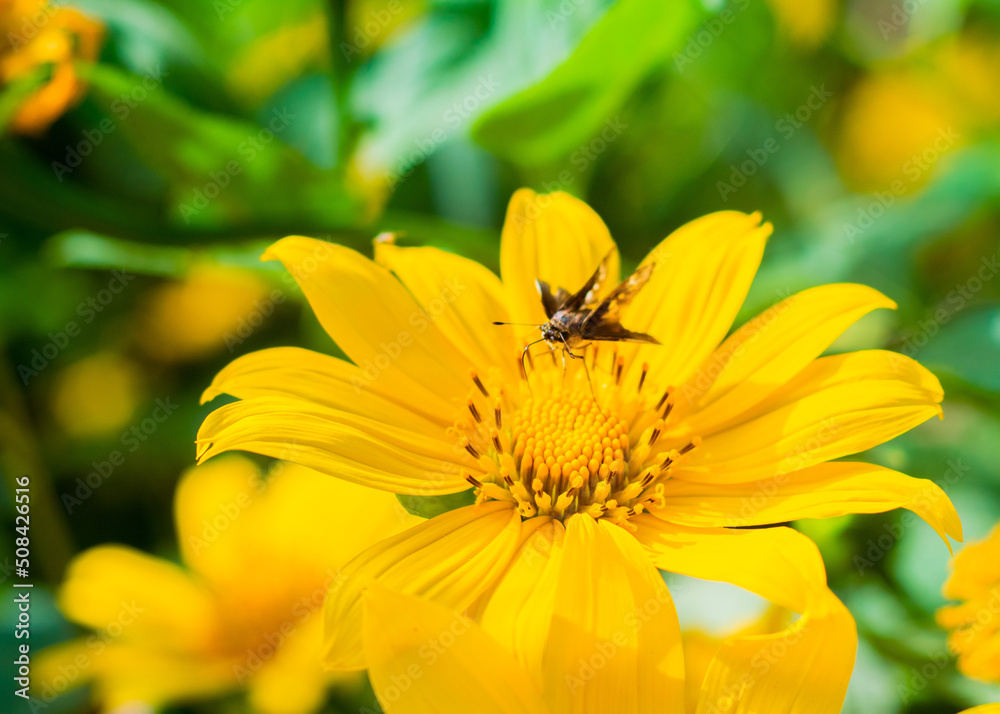 bee on flower
