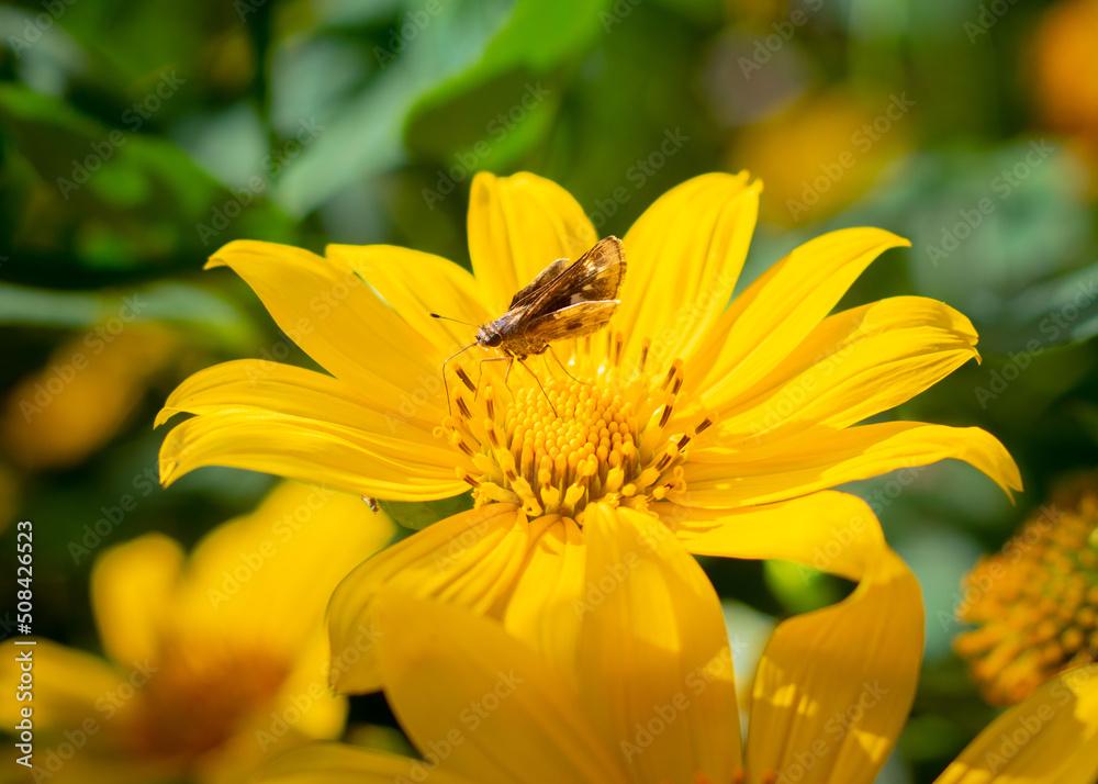 yellow flower yellow flower
