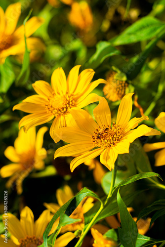 bee on yellow flower