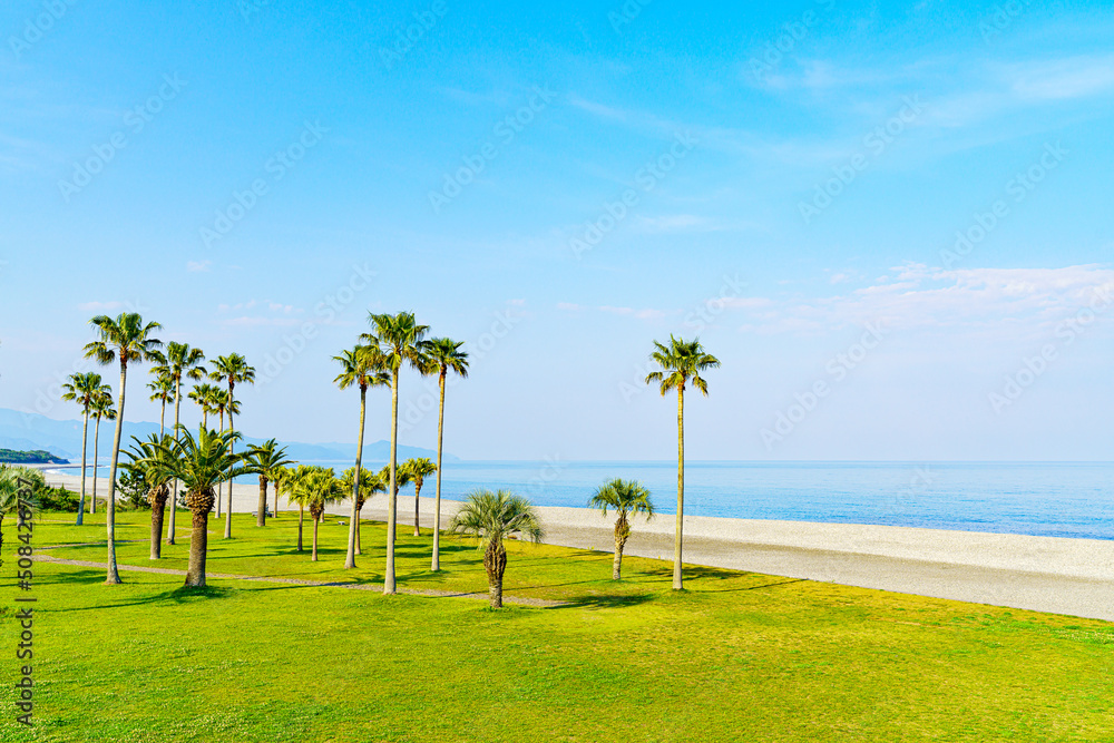 Fototapeta premium 【三重県】七里御浜海岸 ヤシの木