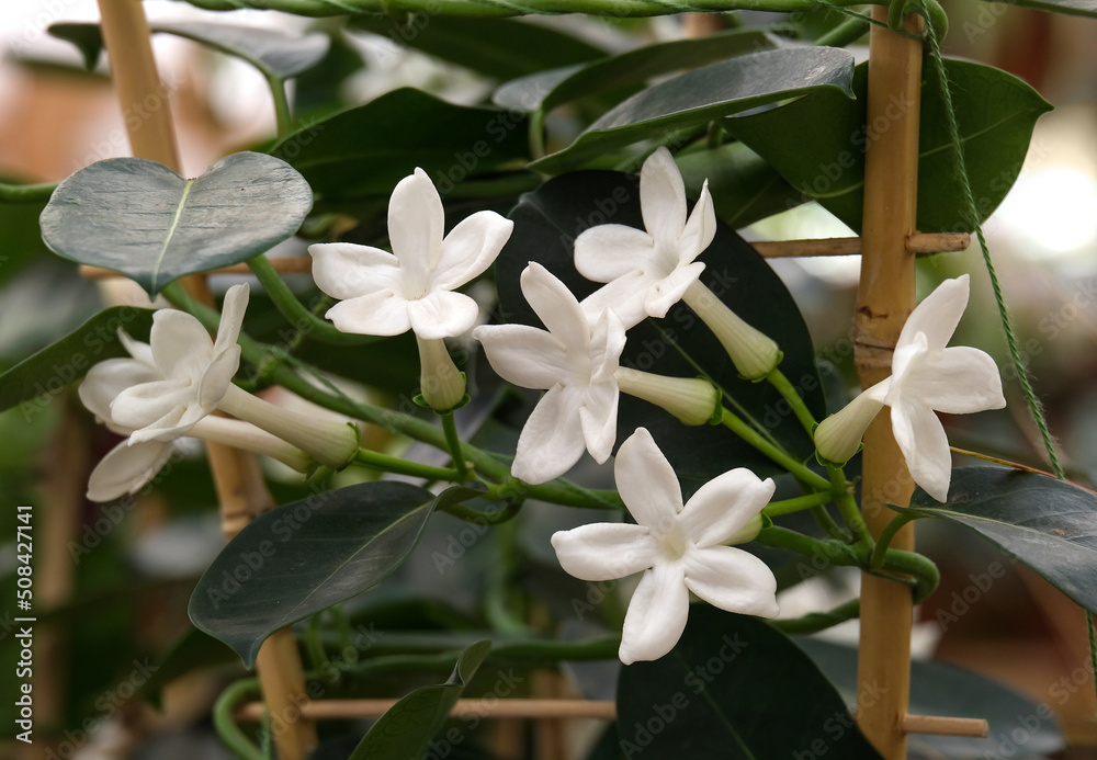 Madagascar jasmine (Stephanotis floribunda) Stock Photo | Adobe Stock