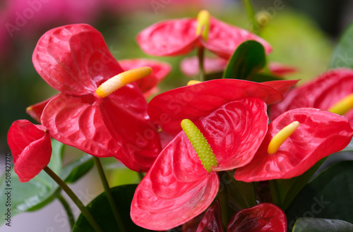 Red flower Anthurium in the greenhouse