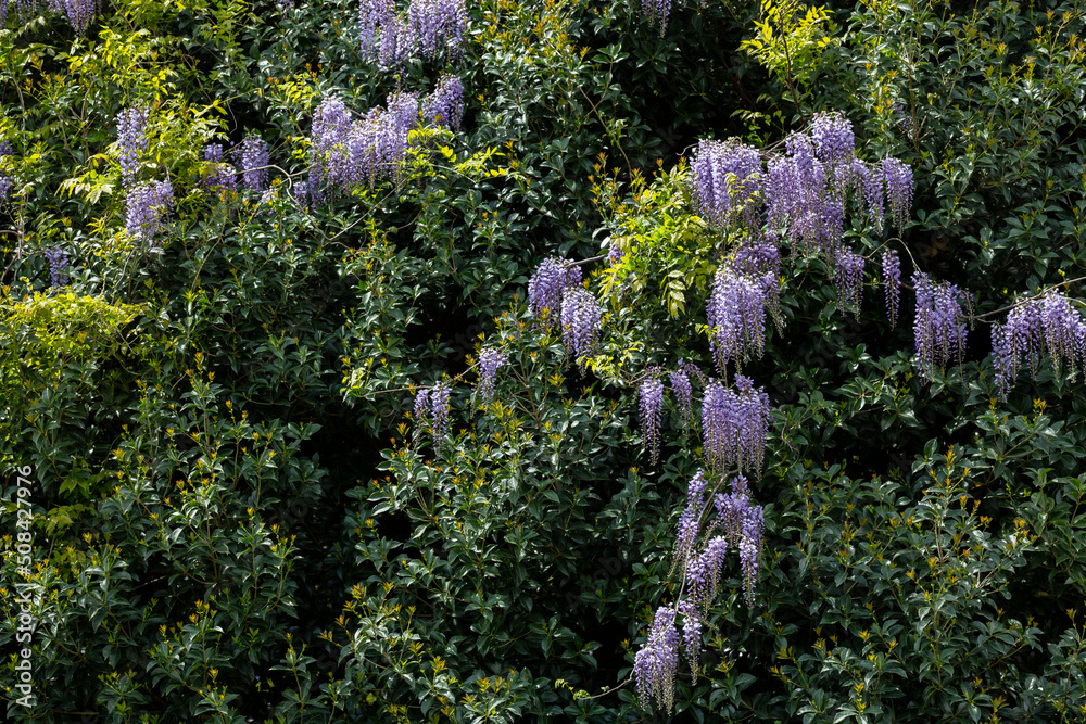 Obraz premium Selective focus of purple flowers Wisteria sinensis or Blue rain, Chinese wisteria is species of flowering plant , Its twisting stems and masses of scented flowers in hanging racemes.