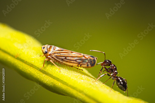 An ant stands behind a Cicadellidae